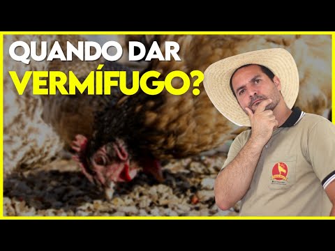 Vídeo: A partir de que idade as galinhas podem ser vermifugadas?