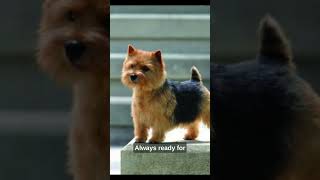 Today learn About ' NORWICH TERRIER ' (Don't miss)❤ #Shorts #Viral #Fyp