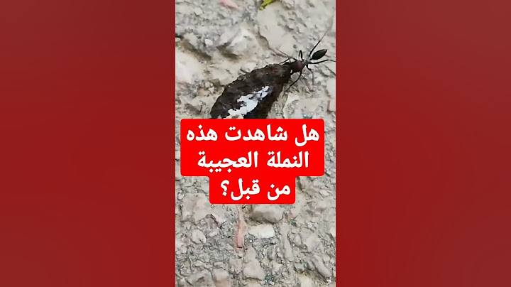 حكاية النملة المقاتلة . / دروس وعبر للبشر من حياة النمل / The fighter ant