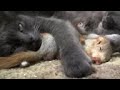 Crimean cat 'adopts' 4 orphaned baby squirrels