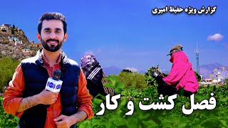 The season of farming in Guzargah, Kabul / فصل کشت و کار در گذرگاه کابل، گزارش ویژه حفیظ امیری