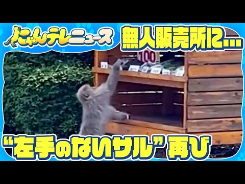 【“左手のないサル”再び】無人販売所に出没 レタスを…葉物には興味なし?