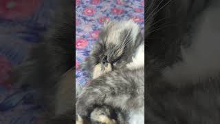 qtpie