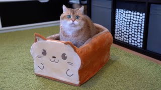 The Amazing Cat Bread Box