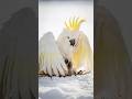 White Mother Parrot Protect it's babies from Heavy Snowfall #birds#aishorts#nest#wildlife#nature