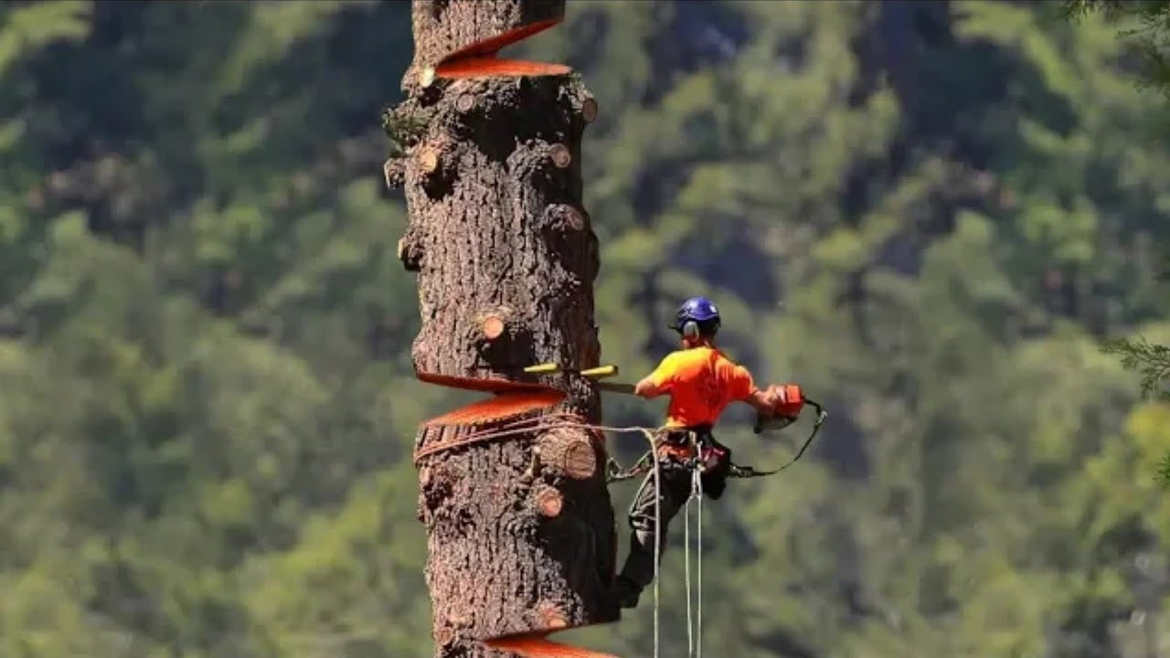 Huge Trees Felling Climbing Near Houses with Chainsaw Machines ...