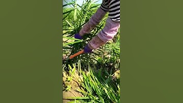 Teknik Cerdas Memotong Batang Jahe Sebelum Panen Agar Lebih Mudah #shorts