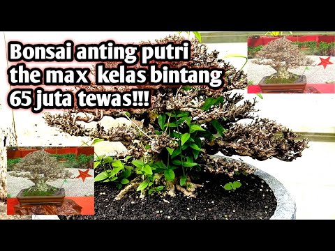 65 juta hilang !!! anting putri kelas bintang mati !!! kok bisa ???