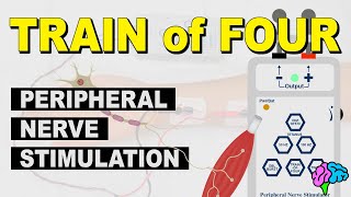 Train of Four - Peripheral Nerve Stimulation