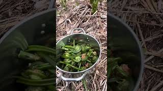 fiddlehead harvest!