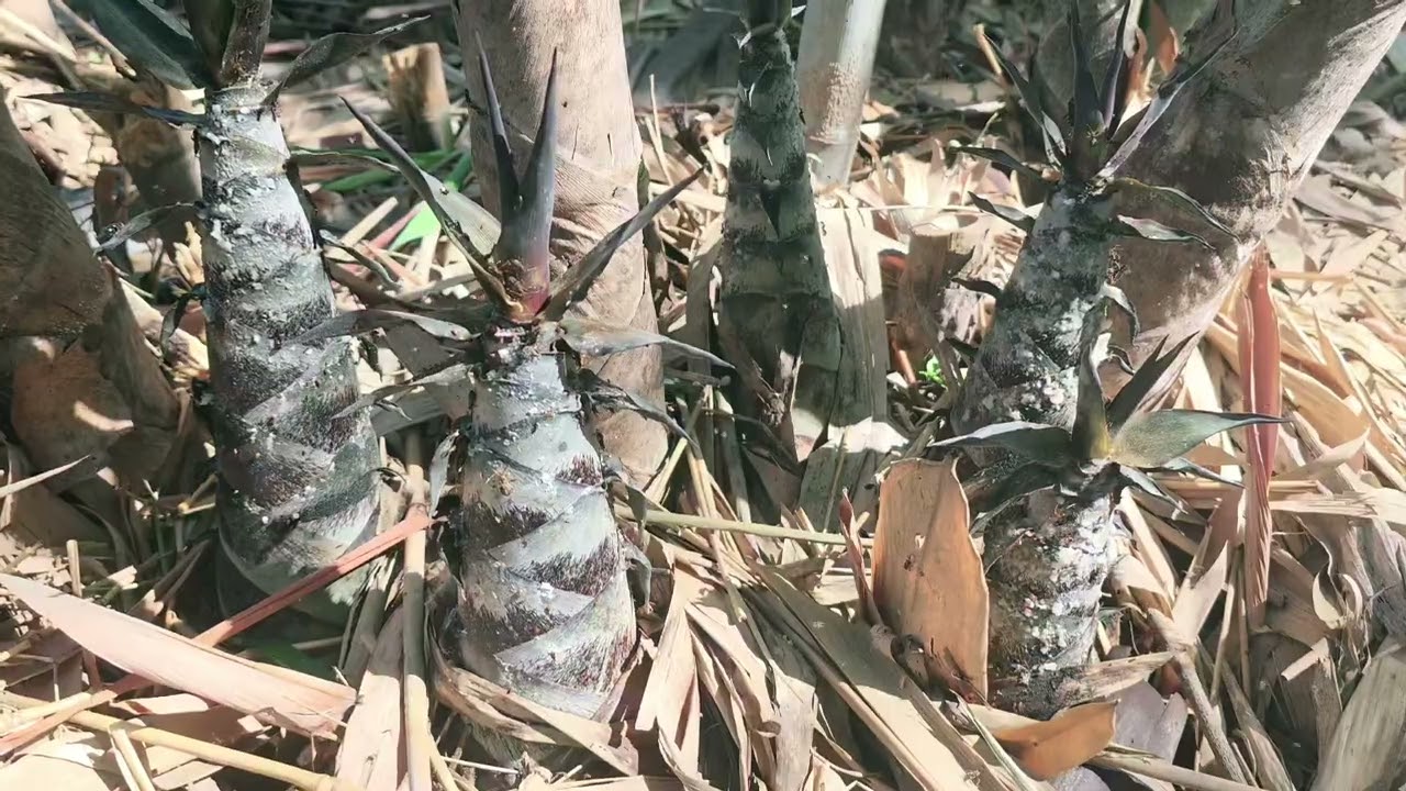 ไผ่หลังบ้าน 2 | สวนไผ่แทนคุณ