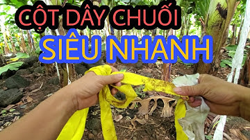 CỘT DÂY CHO CHUỐI CẤY MÔ NHANH CHÓNG | Chủ Lâm TV