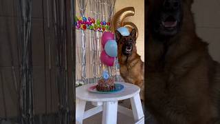 Happy Birthday 🥳 Video by @meowfromharry follow them on Instagram! #dog #pet #germanshepherd #bday