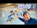 Kabootar vlog  pigeons  hq pets vlog