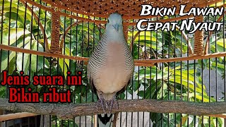 Perkutut lokal gacor Jenis suara bikin ribut Bikin lawan cepat nyaut