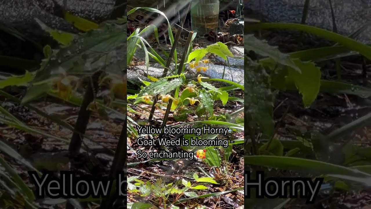 Yellow flowering Horny Goat Weed is blooming 