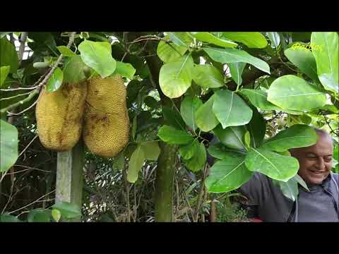 Βίντεο: Πολλαπλασιασμός με σπόρους τζάκφρουτ: Συμβουλές για την καλλιέργεια τζάκφρουτ από σπόρους