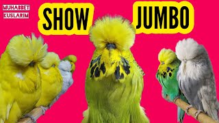 SHOW JUMBO MUHABBET KUŞU ÖZELLİKLERİ #muhabbetkuşu #showjumbo #jumbo #budgie #parrot screenshot 4