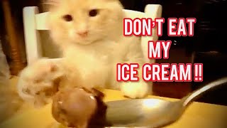 The Cat wants to eat my ice cream 😯