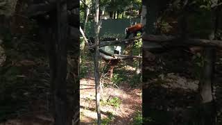 Red Panda at  Currumbin Wildlife Sanctuary