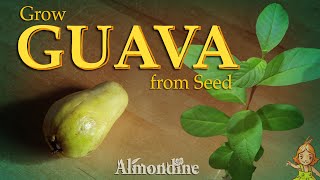 Grow GUAVA TREE from Seed  |  Almondine