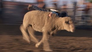 Mutton Bustin&#39; - Little Kids Riding Stampeding Sheep!  #rodeo #cheyennewyoming #muttonbustin