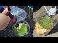 Cách làm phân không tốn tiền lại hiệu quả cho rau và cây | How to make fertilizer at home for plants