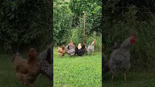 Chickens in Kosova