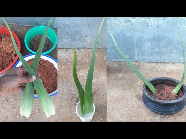 How to Propagate Aloe Vera