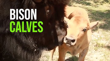 Innovation at Work – Wood Bison Calves Born Using Groundbreaking Reproductive Techniques!