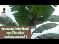 Culture de la banane Plantain : Comment faire fleurir ses plants au bon moment ?