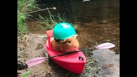 Tech House | Launchpad: DJ Novation