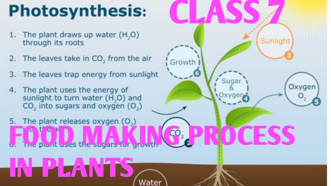 what is the hindi meaning of word photosynthesis