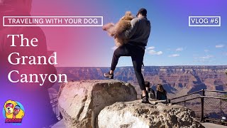 TRAVELING WITH YOUR DOG | Grand Canyon National Park | Dog Vlog #5 |