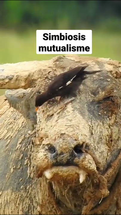 Simbiosis mutualisme antara kerbau dan burung jalak