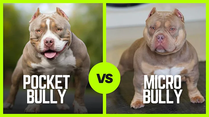 Pocket Bullies Vs Micro Bullies!!! Who's The Biggest Bully?!?! 🐶🐶