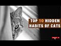 Top 10 Hidden Habits of Cats | Surprising Cat Behaviors You Didn’t Know