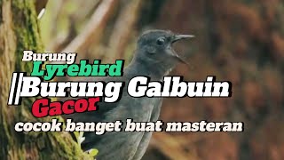 Burung Lyrebird||Burung Galbin GACOR||cocok banget buat masteran #burungmasteran #birdsounds #birds