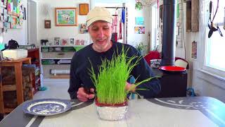 Continuous Hydroponic Cat Grass