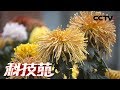 《科技苑》菊花好看也能吃 20190121 | CCTV农业