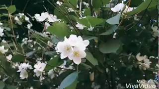 Пародия ,,Между нами любовь,,😍 Пародия ,,Между нами любовь,,😍
