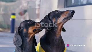 Paws & Whiskers Detective Agency -Part 1