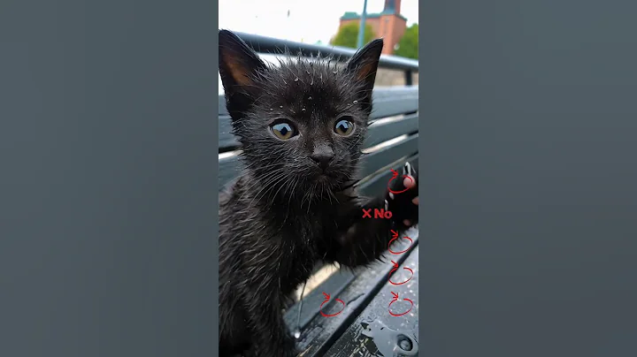 Video 11377391: kitten cats animals catlover, cats catlover kitten cute, cats kitten funny catlover