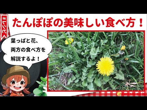 野草 たんぽぽの美味しい食べ方 レシピ 葉っぱ 花の簡単な食べ方をどちらも解説 Youtube