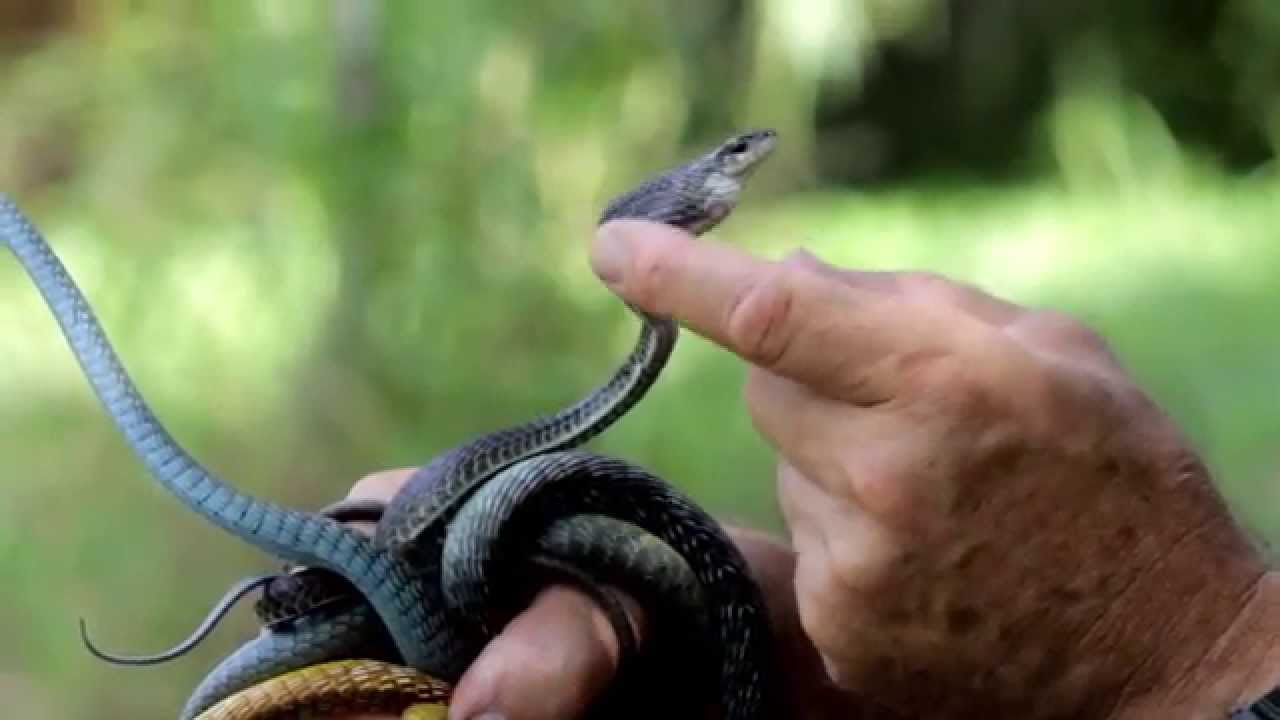 Tree Snake Identification Youtube