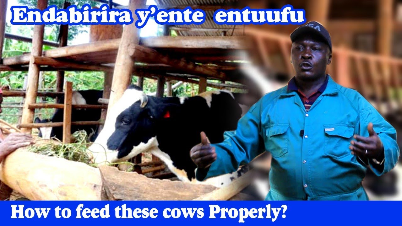 Okulunda Ente Z'omukiyumba, Part 2_ okuliisa n'okujjanjaba Mu Zero Grazing