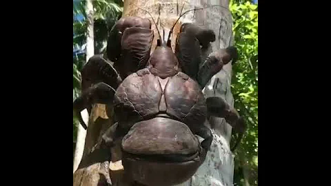 Кокосовый краб