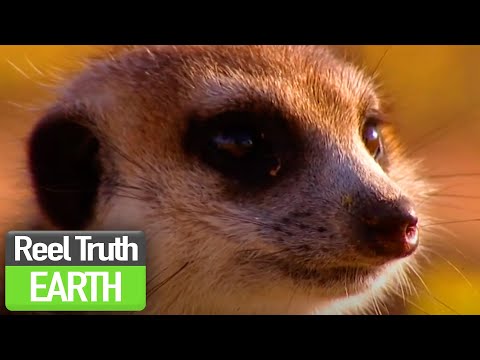 Birth Of The Meerkat Pups Ella A Meerkat S Tale BBC Nature Documentary Reel Truth Earth