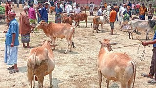 @আজ ১১ ই মে ২৭।। ঠাকুরগাঁও জেলার মাদারগঞ্জ হাটে মাঝারি কুরবানীর ষাঁড় গরু ৬০/৮০ মধ্যে ক্রয়-বিক্রর।