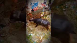 Dangerous Buffalo 2022. Qurbani